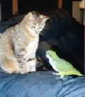 1meanness_bird.jpg