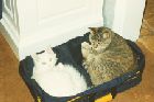 gizmo_meanness_02.jpg